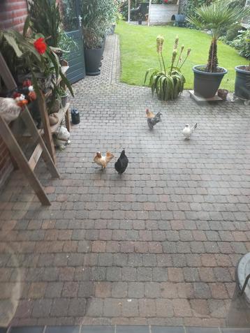 serama eitjes van kleine serama"s beschikbaar voor biedingen