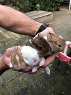 Prachtige jonge dwergkonijntjes korte oortjes! Loffelohr., Meerdere dieren, Dwerg, 0 tot 2 jaar