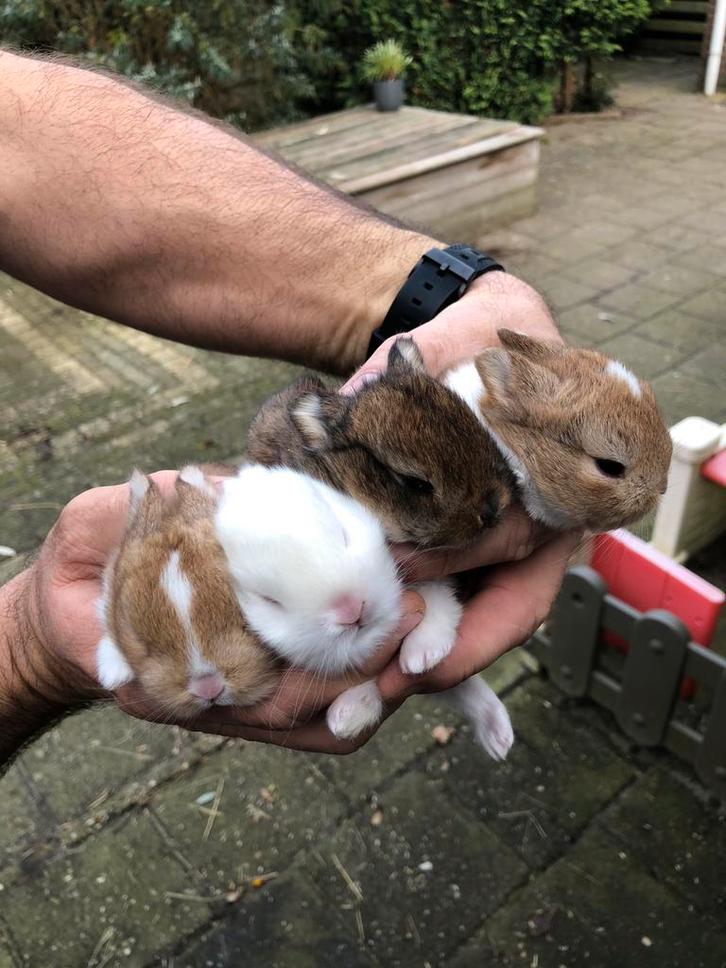 Prachtige jonge dwergkonijntjes korte oortjes! Loffelohr., Dieren en Toebehoren, Konijnen, Dwerg, Meerdere dieren, 0 tot 2 jaar