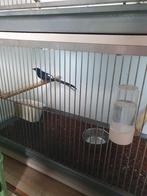 Shamalijster ( man ), Dieren en Toebehoren, Vogels | Overige Vogels, Mannelijk, Tropenvogel