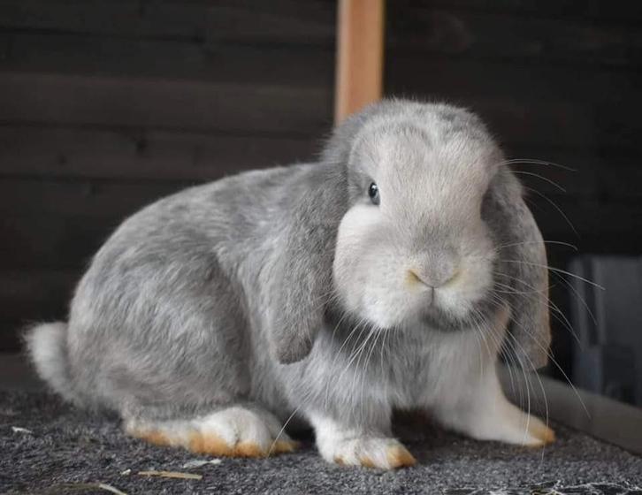 Mooi en zeer lief Nederlandse hangoor dwerg konijn, Dieren en Toebehoren, Konijnen, Hangoor