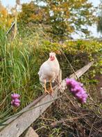 Haan schijndelaar, Dieren en Toebehoren, Pluimvee, Mannelijk, Kip