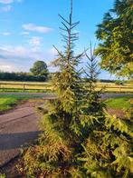 Kerstbomen gratis af te halen, Tuin en Terras, Ophalen, Overige soorten