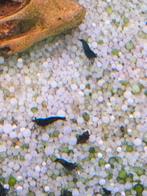 Donkerblauwe garnalen, eigen kweek, Dieren en Toebehoren, Vissen | Aquariumvissen, Kreeft, Krab of Garnaal, Zoetwatervis