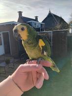 Blauwvoorhoofd amazones, Meerdere dieren, Papegaai, Tam