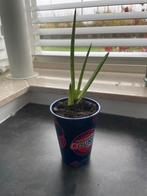 Aloe vera, Ophalen, Halfschaduw, Minder dan 100 cm