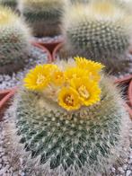 Cactus Parodia Chrysacanthion in de 16cm terra cotta schaal, Ophalen of Verzenden, Minder dan 100 cm, Bloeiende kamerplant, Volle zon