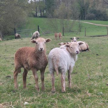 Te koop: Maasduinenschaap nolana easycare schaap ruischaap  beschikbaar voor biedingen