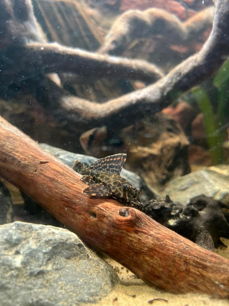 Gibbiceps sailfin pleco, Dieren en Toebehoren, Vissen | Aquariumvissen, Vis