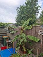 Musa dajiao, Ophalen of Verzenden, Volle zon, Overige soorten, Minder dan 100 cm