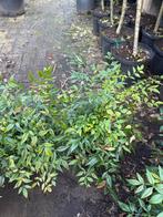 Nandina mooie compacte planten beperkt aantal 9,95 pst, Vaste plant, Halfschaduw, Zomer, Ophalen