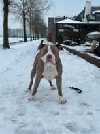 Americanbullyxl dekreu, Dieren en Toebehoren, Fokker | Hobbymatig, 15 weken tot 1 jaar, Reu, Buitenland