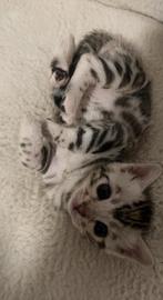 Begaal kittens, Meerdere dieren, Gechipt, 0 tot 2 jaar