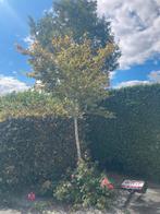 GRATIS Twee mooie bomen inclusief rozenstruik ophalen Tiel, Tuin en Terras, Ophalen, Volle zon, Overige soorten, 100 tot 250 cm