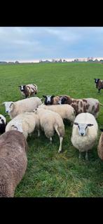 6 witte ooilammeren!, Dieren en Toebehoren, Schapen, Geiten en Varkens, Meerdere dieren, Schaap