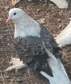 Krulduiven te koop, Dieren en Toebehoren, Meerdere dieren, Overige soorten