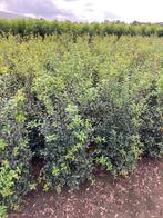 Osmanthus burkwoodii schijnhulst | haagplanten , borderplant, Ophalen of Verzenden, Overige soorten