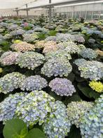 Hortensia tuinplant, Tuin en Terras, Planten | Struiken en Hagen, Ophalen, Hortensia, Struik, Minder dan 100 cm