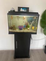 Aquarium met vissen, Ophalen of Verzenden, Zo goed als nieuw, Gevuld zoetwateraquarium