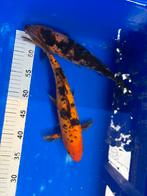 Koi, Dieren en Toebehoren, Vissen | Vijvervissen, Karper of Koi