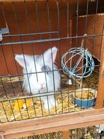 Konijn Ram, Dieren en Toebehoren, Konijnen, Mannelijk