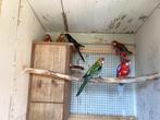 Pracht rosella’s, Dieren en Toebehoren, Meerdere dieren, Parkiet