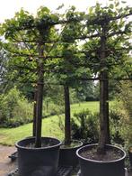 Leilinde in de kuip . hoogte 280 cm . stam omtrek 48 cm . ne, Tuin en Terras, Planten | Bomen, Leiboom, 250 tot 400 cm, Zomer