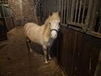 Te huur a welsh palomino, Dieren en Toebehoren