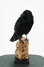 Opgezette Kraai - Wildernis Atelier