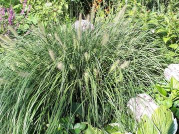 Lampepoetsersgras (Pennisetum alopecuroides) Volwassen plant beschikbaar voor biedingen