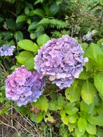 Hortensia stekjes - Diverse kleuren, Tuin en Terras, Vaste plant, Halfschaduw, Zomer, Ophalen