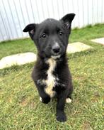 EEN LIEF MAATJE?  REUTJE OF TEEFJE LEES ADVERTENTIE, Dieren en Toebehoren, Honden | Niet-rashonden, Particulier, Rabiës (hondsdolheid)