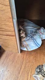 Bengaal kittens 14 dec geboren. Beschikb 3 katers en 1 poes, Dieren en Toebehoren, Meerdere dieren, Ontwormd, 0 tot 2 jaar