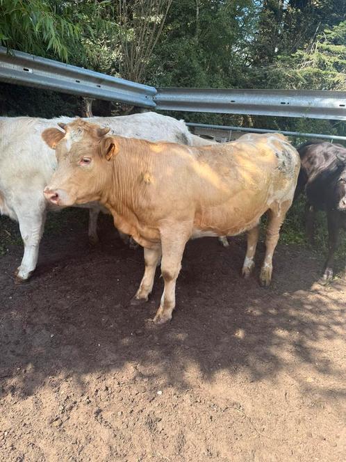 Te koop 7 beste vleesras pinken, Dieren en Toebehoren, Runderen, Vrouwelijk, 0 tot 2 jaar