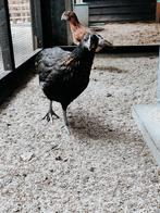 Groenleggers, Dieren en Toebehoren, Pluimvee, Vrouwelijk, Kip
