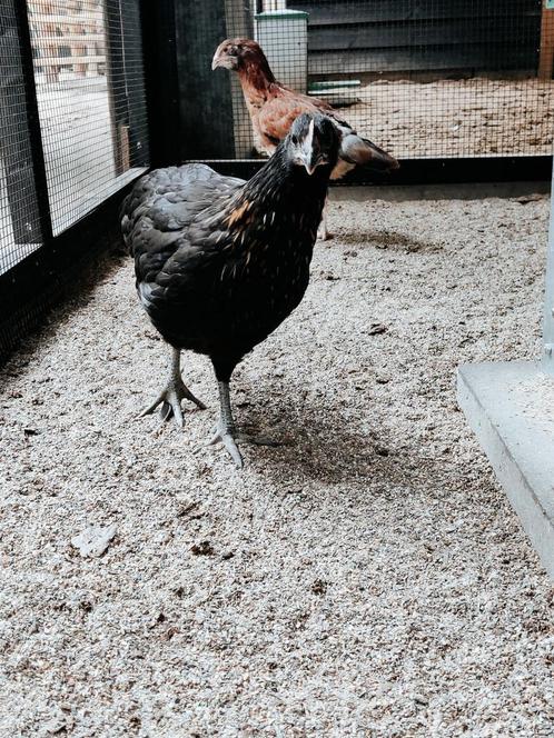 Groenleggers, Dieren en Toebehoren, Pluimvee, Kip, Vrouwelijk
