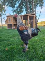 Brahma haan, Dieren en Toebehoren, Pluimvee, Mannelijk, Kip