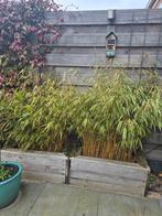 Bamboe, Ophalen, Bloeit niet, Halfschaduw, Overige soorten