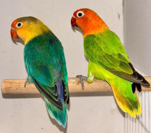 Mooie Jonge Agapornis Fischeri, Dieren en Toebehoren, Vogels | Parkieten en Papegaaien, Dwergpapegaai of Agapornis, Geslacht onbekend