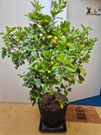 Citrusboom Calamondino - 140cm, 9 jaar, Ophalen of Verzenden