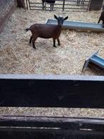 Dwerggeitjes, Dieren en Toebehoren, Schapen, Geiten en Varkens, Vrouwelijk, Geit, 0 tot 2 jaar