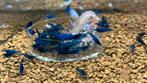 Neocaridina blue diamond, Kreeft, Krab of Garnaal