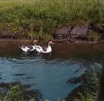 Duo koppel Bonte Twentse landgans overjarige lieve ganzen, Meerdere dieren, Gans of Zwaan