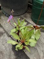 Dodecatheon Twaalfgodenkruid, Zomer, Ophalen of Verzenden, Volle zon