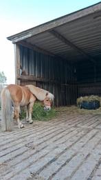 Stoere Shetlander hengst, Dieren en Toebehoren, Pony's, Hengst, A pony (tot 1.17m), Tuigpony, 7 tot 10 jaar