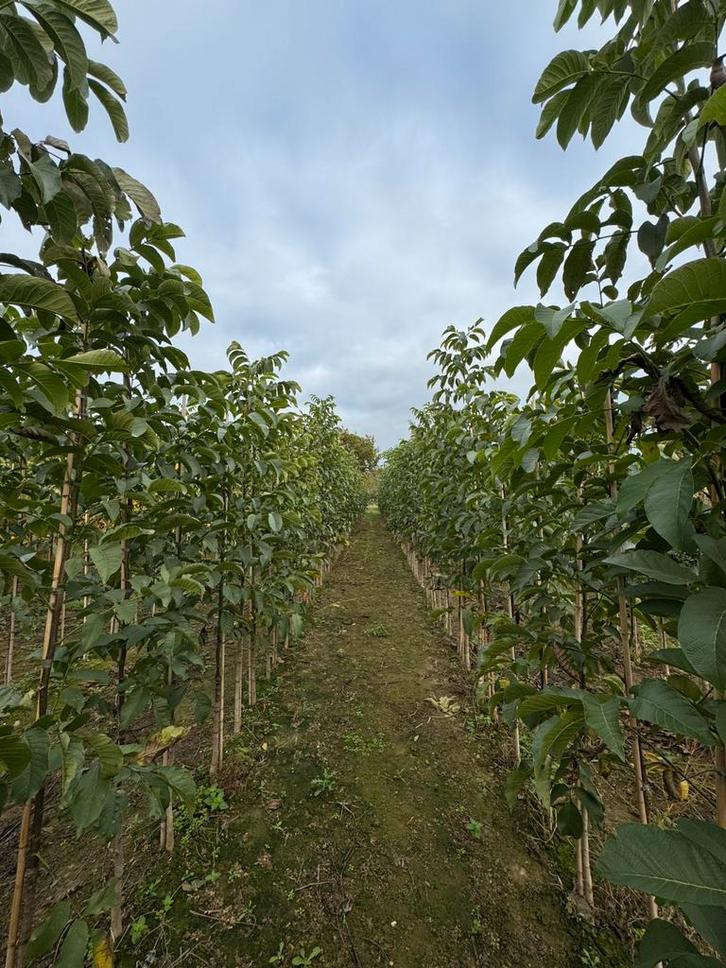 Juglans regia Okkernoot boom, Tuin en Terras, Planten | Bomen, Overige soorten, 250 tot 400 cm, Volle zon, Ophalen of Verzenden