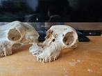 Grote verzameling schedels dierenschedel schedel, Ophalen of Verzenden, Gebruikt, Wild dier, Schedel
