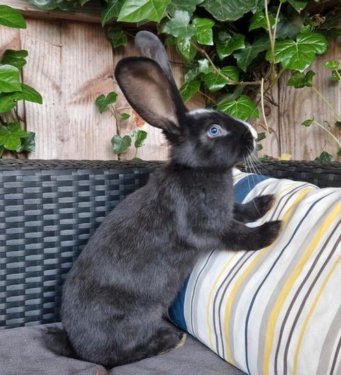 Duitse reus mix ram, Dieren en Toebehoren, Konijnen, Groot, Mannelijk, 0 tot 2 jaar