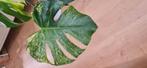 Monstera mint, Ophalen of Verzenden, Halfschaduw, Minder dan 100 cm