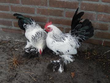 Sabelpootkriel Haantjes beschikbaar voor biedingen